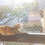 Siatka na balkon dla kota